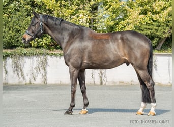 Rheinländer, Castrone, 13 Anni, 172 cm, Baio nero