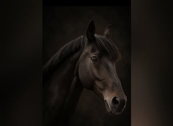 Rheinländer, Castrone, 13 Anni, 173 cm, Baio scuro