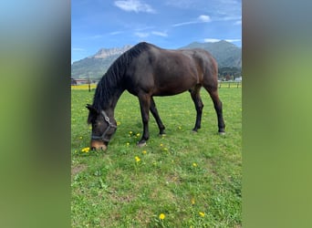 Rheinländer, Castrone, 13 Anni, 180 cm, Baio scuro