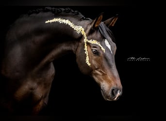 Rheinländer, Castrone, 14 Anni, 170 cm, Baio scuro