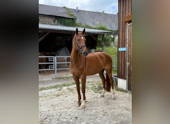 Rheinländer, Castrone, 14 Anni, 172 cm, Sauro