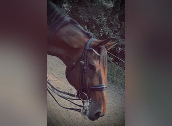 Rheinländer, Castrone, 14 Anni, 187 cm, Baio
