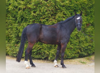 Rheinländer, Castrone, 15 Anni, 172 cm, Morello