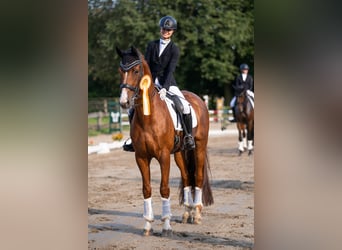 Rheinländer, Castrone, 15 Anni, 172 cm, Sauro