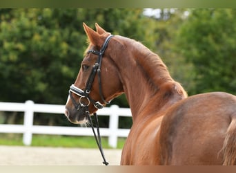 Rheinländer, Castrone, 15 Anni, 175 cm, Sauro