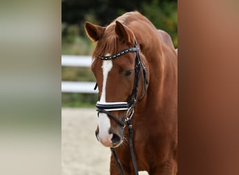 Rheinländer, Castrone, 15 Anni, 175 cm, Sauro