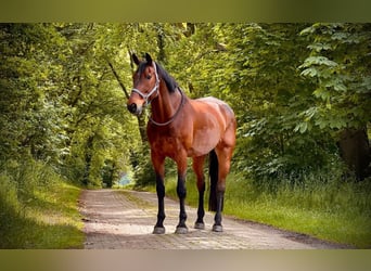 Rheinländer, Castrone, 15 Anni, 187 cm, Baio