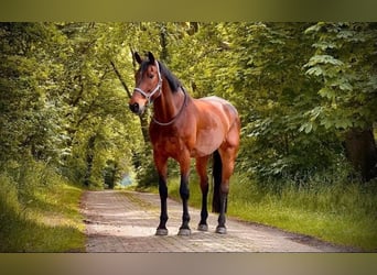 Rheinländer, Castrone, 15 Anni, 187 cm, Baio