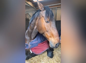 Rheinländer, Castrone, 16 Anni, 168 cm, Baio