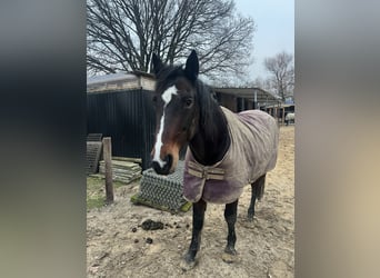 Rheinländer, Castrone, 17 Anni, 160 cm, Baio
