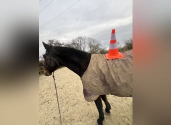 Rheinländer, Castrone, 17 Anni, 160 cm, Baio