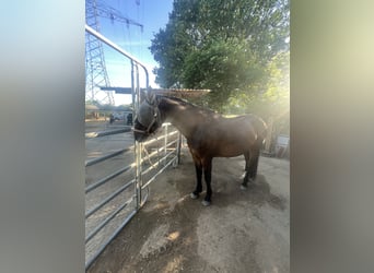 Rheinländer, Castrone, 17 Anni, 160 cm, Baio