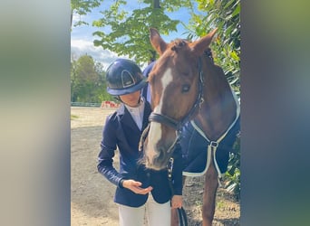 Rheinländer, Castrone, 17 Anni, 170 cm, Baio scuro