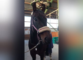 Rheinländer, Castrone, 18 Anni, 163 cm, Baio scuro