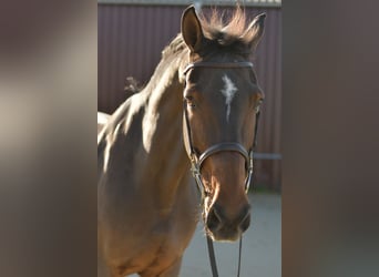 Rheinländer, Castrone, 18 Anni, 170 cm, Baio