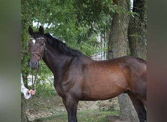 Rheinländer, Castrone, 20 Anni, 170 cm, Baio scuro