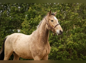 Rheinländer, Castrone, 3 Anni, 164 cm, Falbo