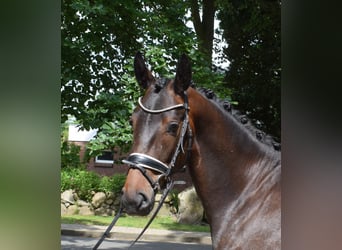 Rheinländer, Castrone, 3 Anni, 165 cm, Baio nero