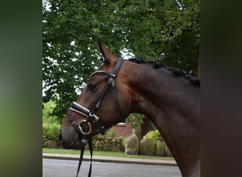 Rheinländer, Castrone, 3 Anni, 167 cm, Baio nero