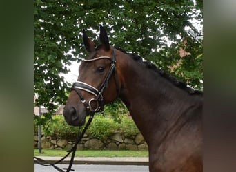 Rheinländer, Castrone, 3 Anni, 167 cm, Baio nero