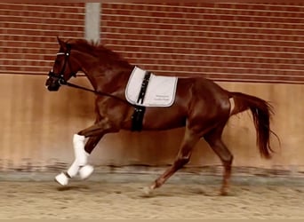Rheinländer, Castrone, 3 Anni, 167 cm, Sauro scuro