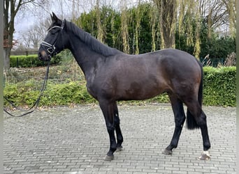 Rheinländer, Castrone, 3 Anni, 168 cm, Baio nero