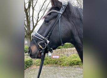 Rheinländer, Castrone, 3 Anni, 168 cm, Baio nero