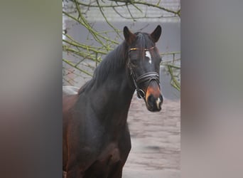 Rheinländer, Castrone, 4 Anni, 164 cm, Baio