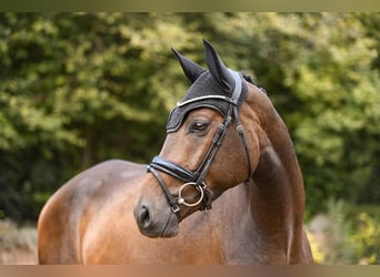 Rheinländer, Castrone, 4 Anni, 164 cm, Baio