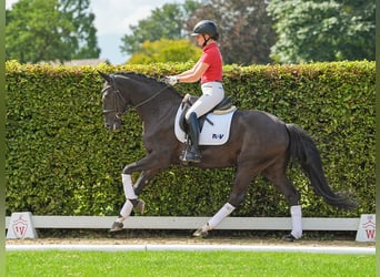 Rheinländer, Castrone, 4 Anni, 166 cm, Baio nero