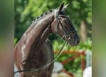 Rheinländer, Castrone, 4 Anni, 166 cm, Baio nero