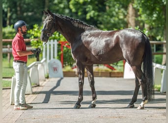 Rheinländer, Castrone, 4 Anni, 166 cm, Baio nero