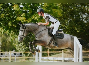 Rheinländer, Castrone, 4 Anni, 167 cm, Grigio
