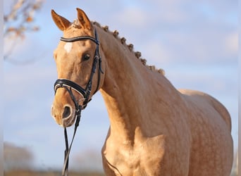 Rheinländer, Castrone, 4 Anni, 167 cm, Palomino
