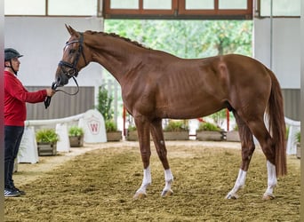 Rheinländer, Castrone, 4 Anni, 167 cm, Sauro