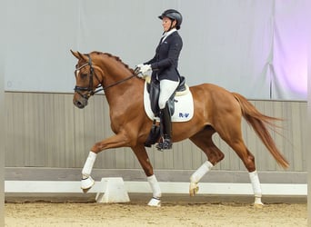 Rheinländer, Castrone, 4 Anni, 167 cm, Sauro