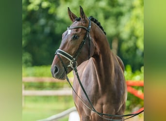 Rheinländer, Castrone, 4 Anni, 168 cm, Baio scuro