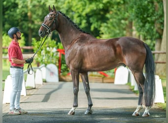 Rheinländer, Castrone, 4 Anni, 168 cm, Baio scuro