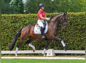 Rheinländer, Castrone, 4 Anni, 168 cm, Baio scuro