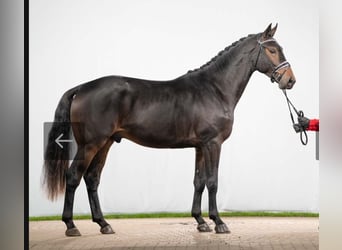 Rheinländer Mix, Castrone, 4 Anni, 170 cm, Baio