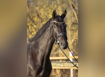 Rheinländer, Castrone, 4 Anni, 172 cm, Morello