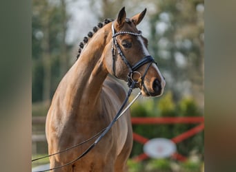 Rheinländer, Castrone, 4 Anni, 175 cm, Baio