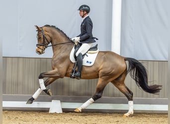 Rheinländer, Castrone, 4 Anni, 175 cm, Baio