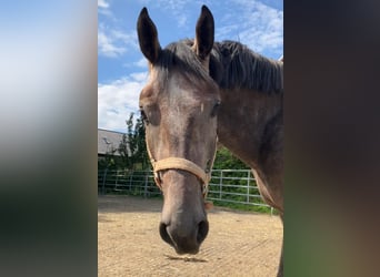 Rheinländer, Castrone, 5 Anni, 152 cm, Grigio