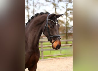 Rheinländer, Castrone, 5 Anni, 165 cm, Baio scuro