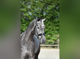 Rheinländer, Castrone, 5 Anni, 172 cm, Grigio ferro