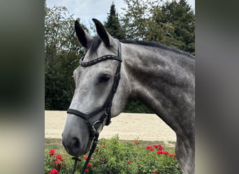 Rheinländer, Castrone, 5 Anni, Grigio