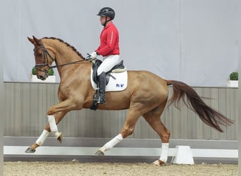 Rheinländer, Castrone, 5 Anni, Sauro scuro