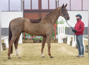 Rheinländer, Castrone, 5 Anni, Sauro scuro