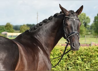 Rheinländer, Castrone, 6 Anni, 168 cm, Morello